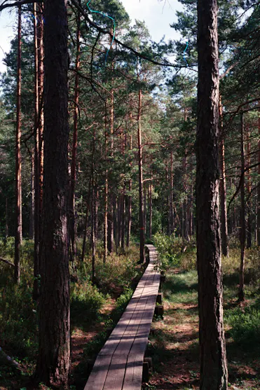 Chemin en forêt