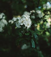 aubépine