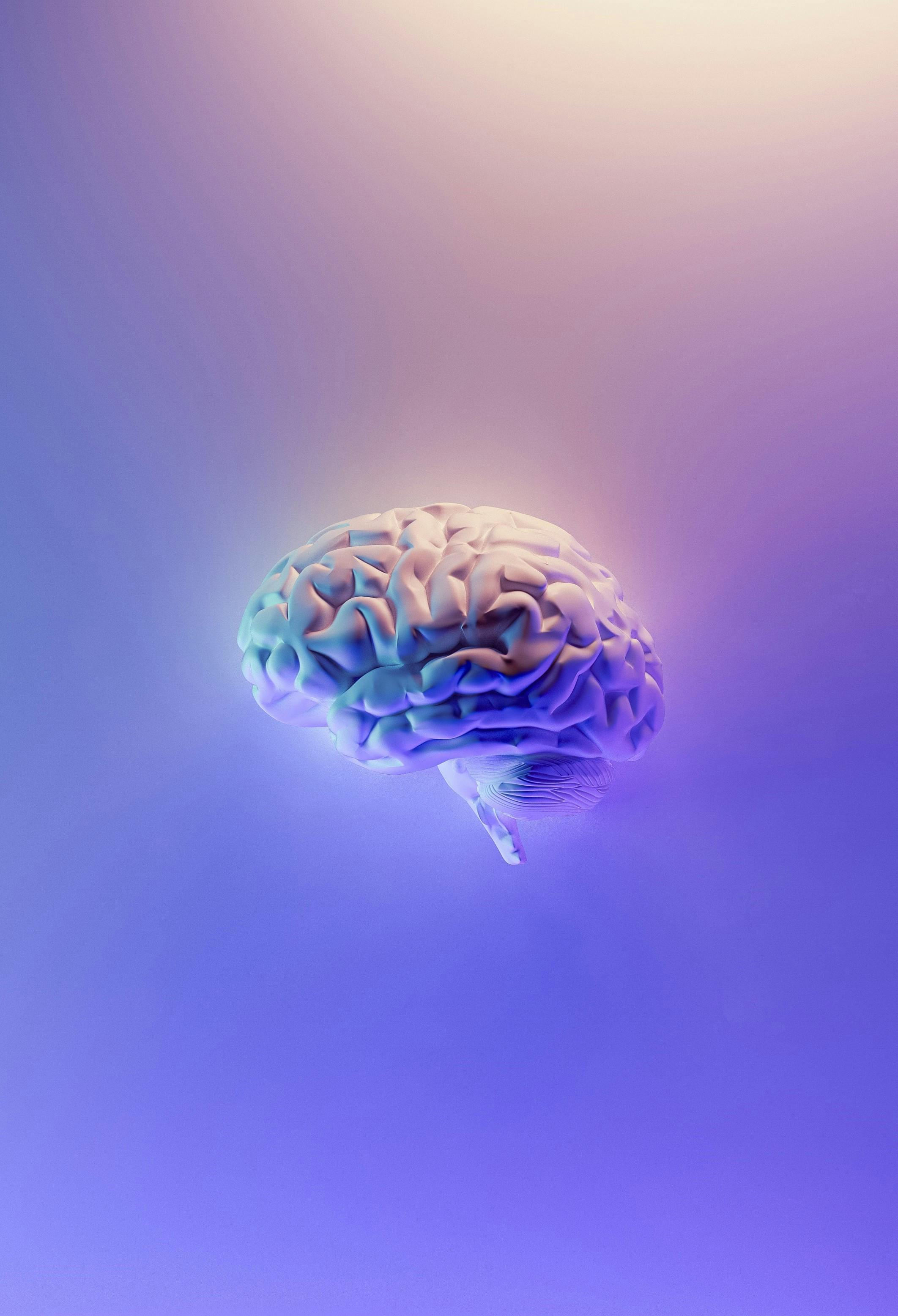 brain