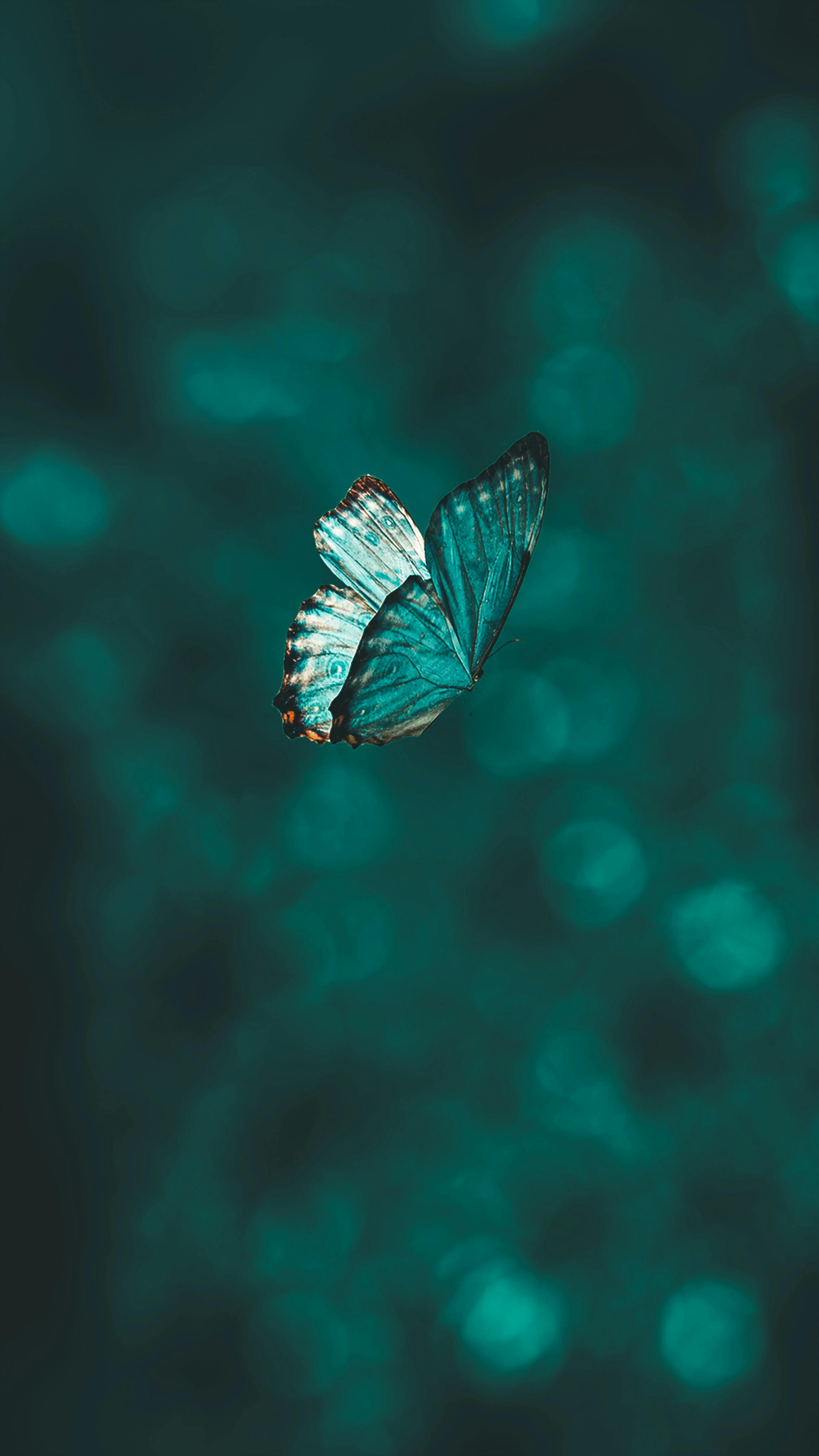 papillon