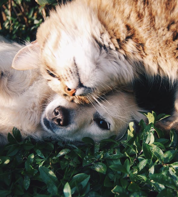 Bien-être animal représenté par un chien et un chat heureux.