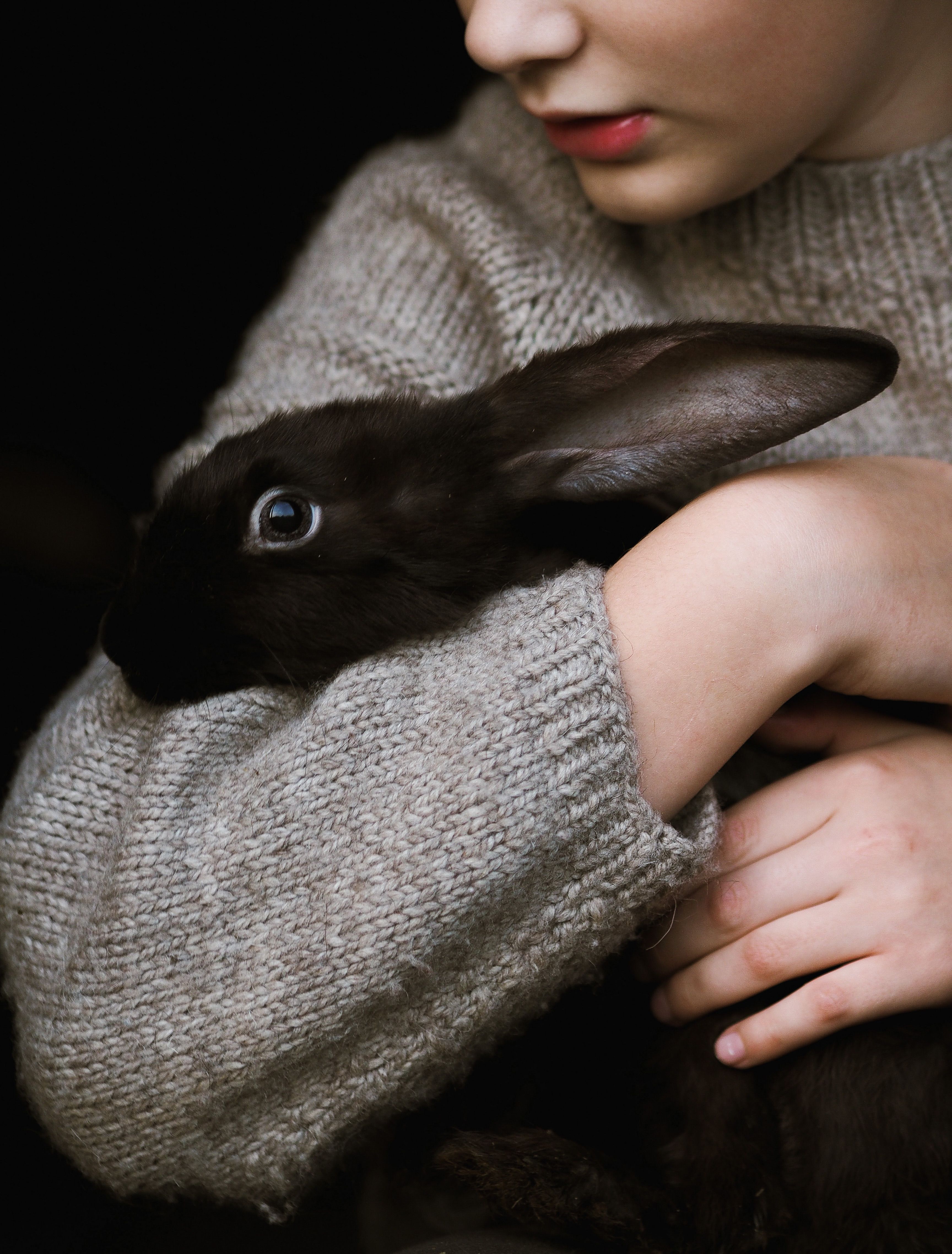 calin lapin proteger