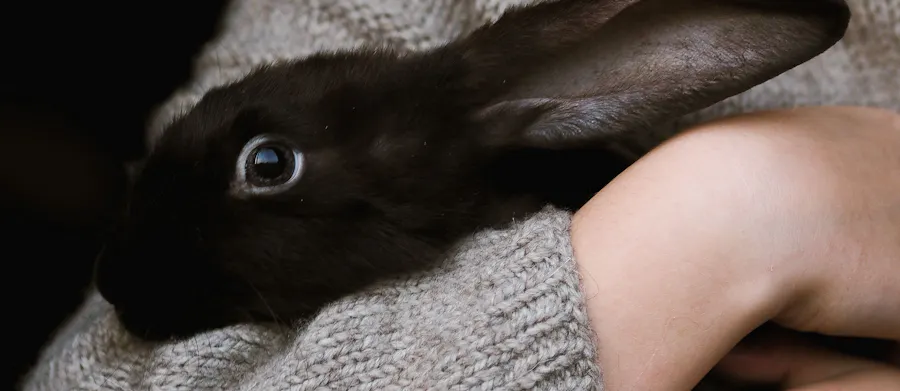 calin lapin proteger