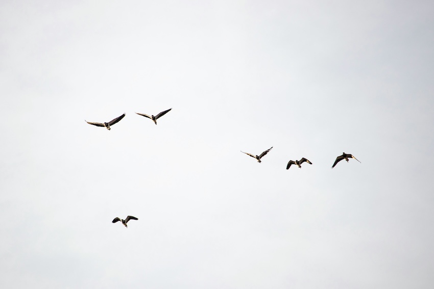 article  et visuels frederique mougin instant présent nancy 2026 oiseaux