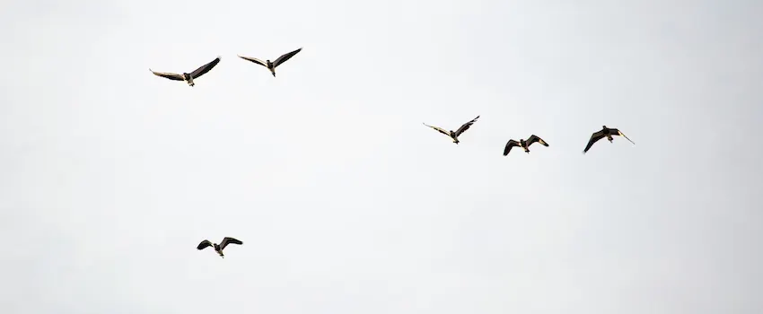article et visuels frederique mougin instant présent nancy 2026 oiseaux