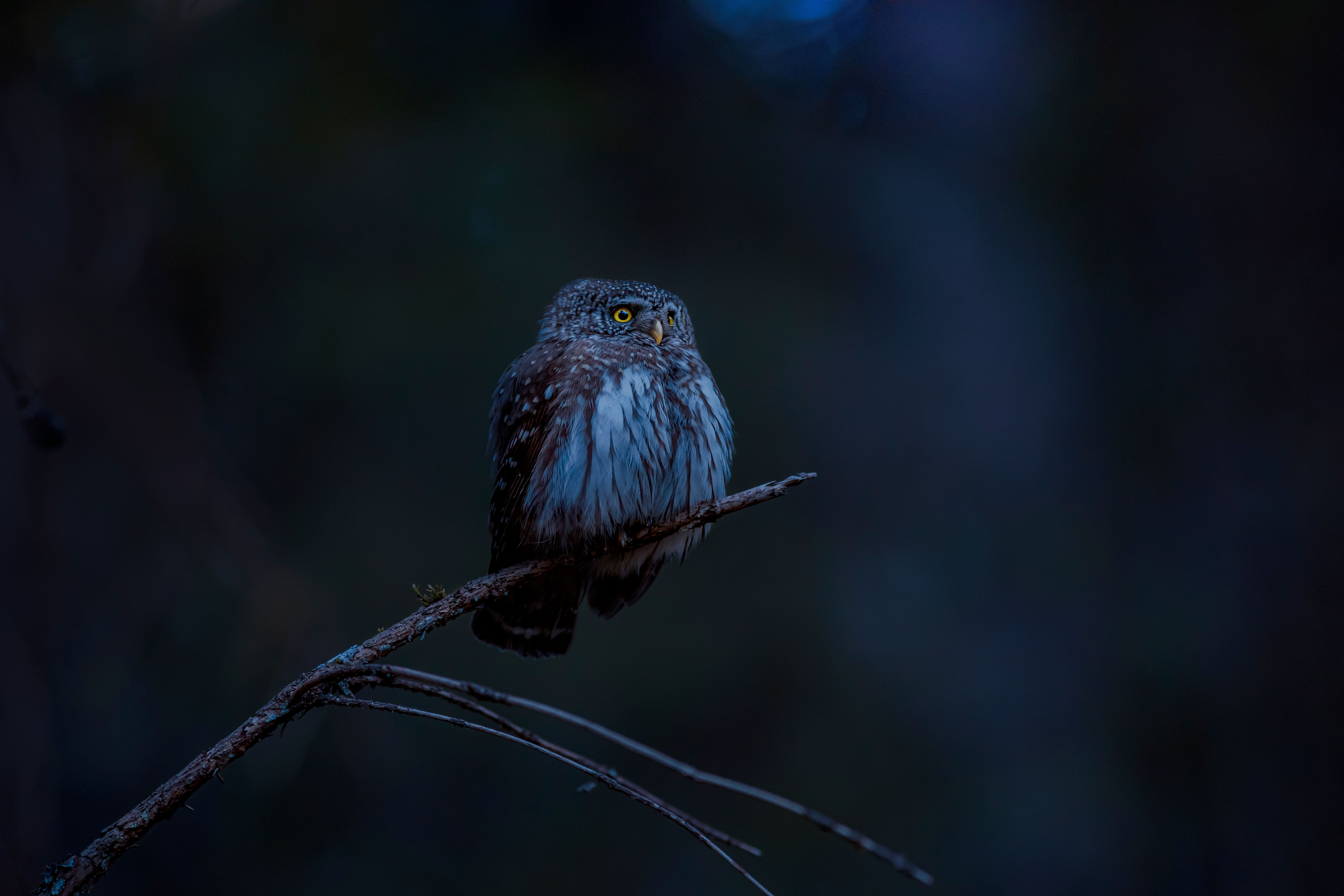 chouette de nuit