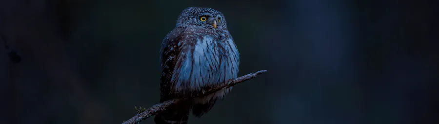 chouette de nuit