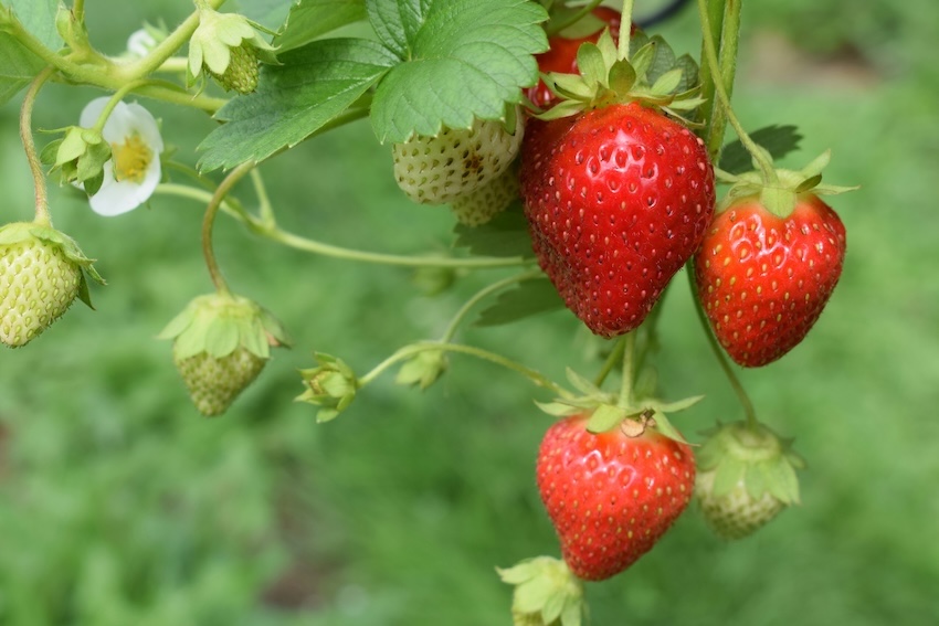 article  et visuels frederique mougin instant présent nancy 2026 fraises