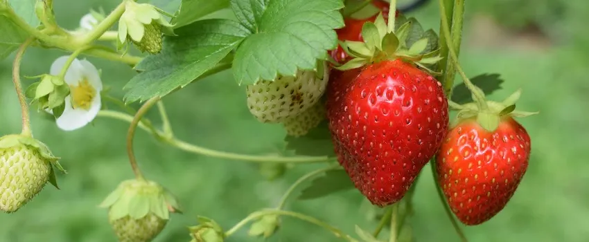 article et visuels frederique mougin instant présent nancy 2026 fraises