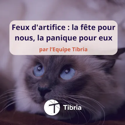 Feux d'artifice : la fête pour nous, la panique pour eux