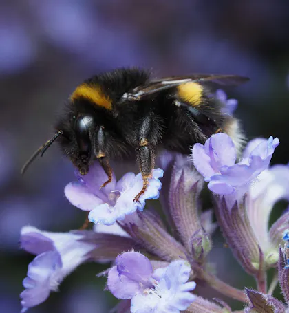 essentiel tibria