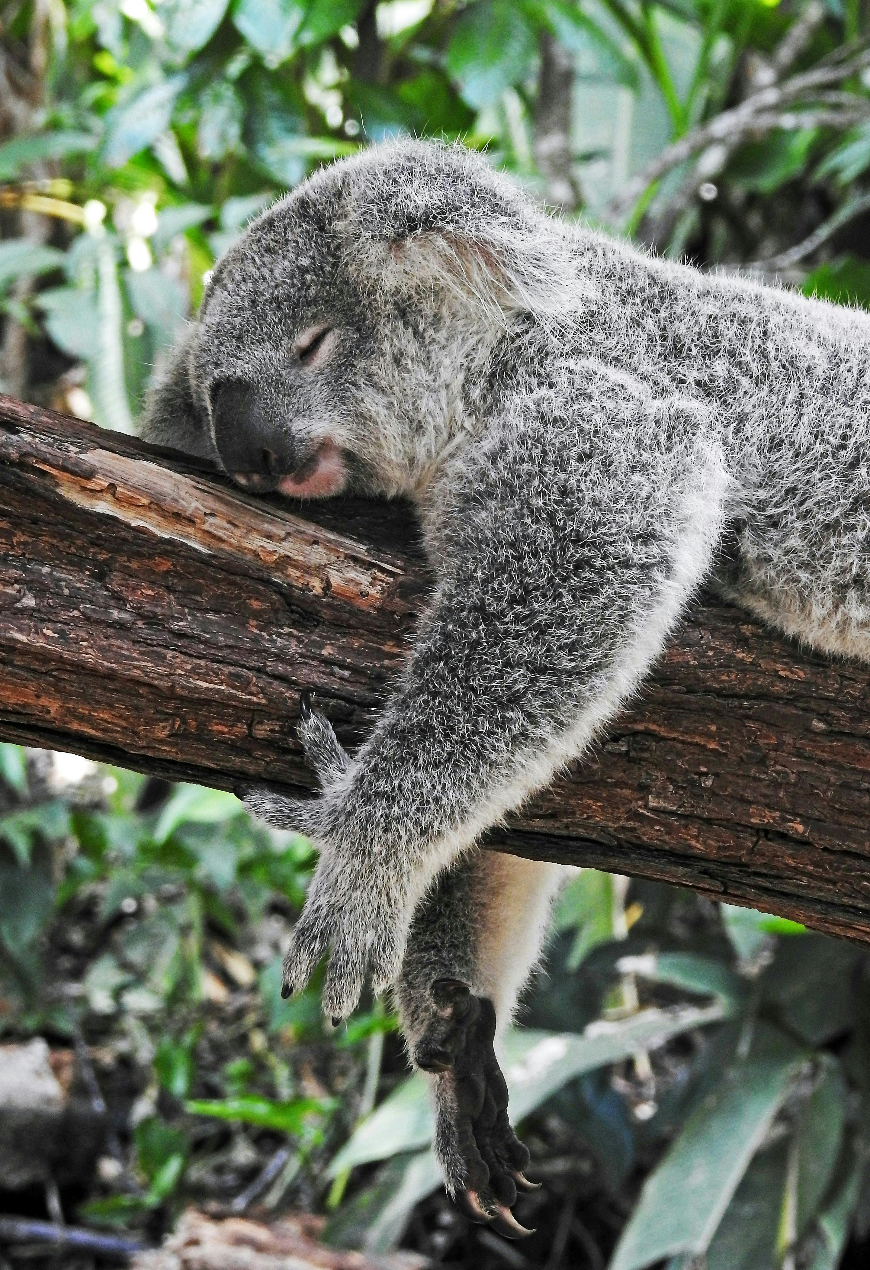 koala endormi