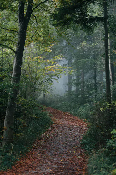 chemin de feuille dans la forêt