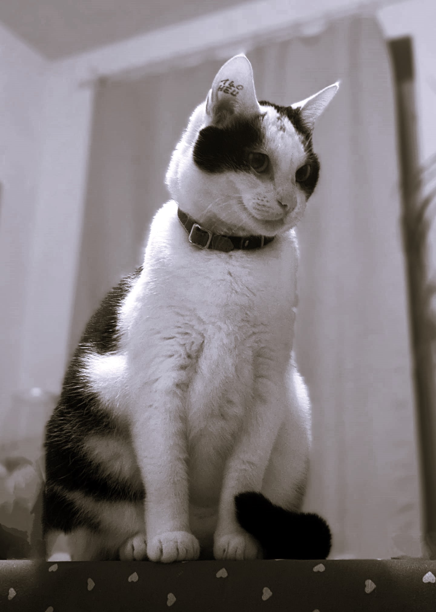 photo chat noir et blanc dobby