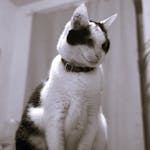 photo chat noir et blanc dobby