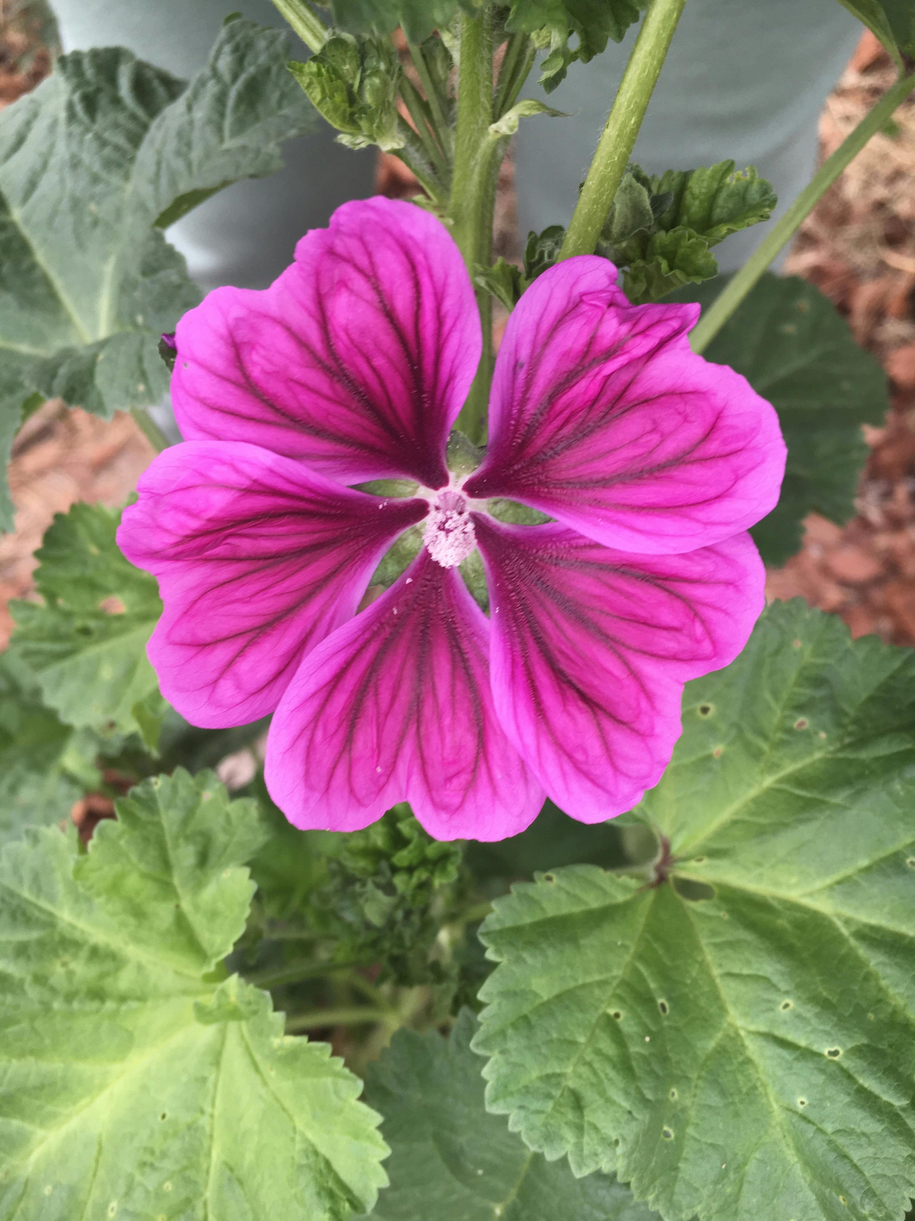 fleur rose