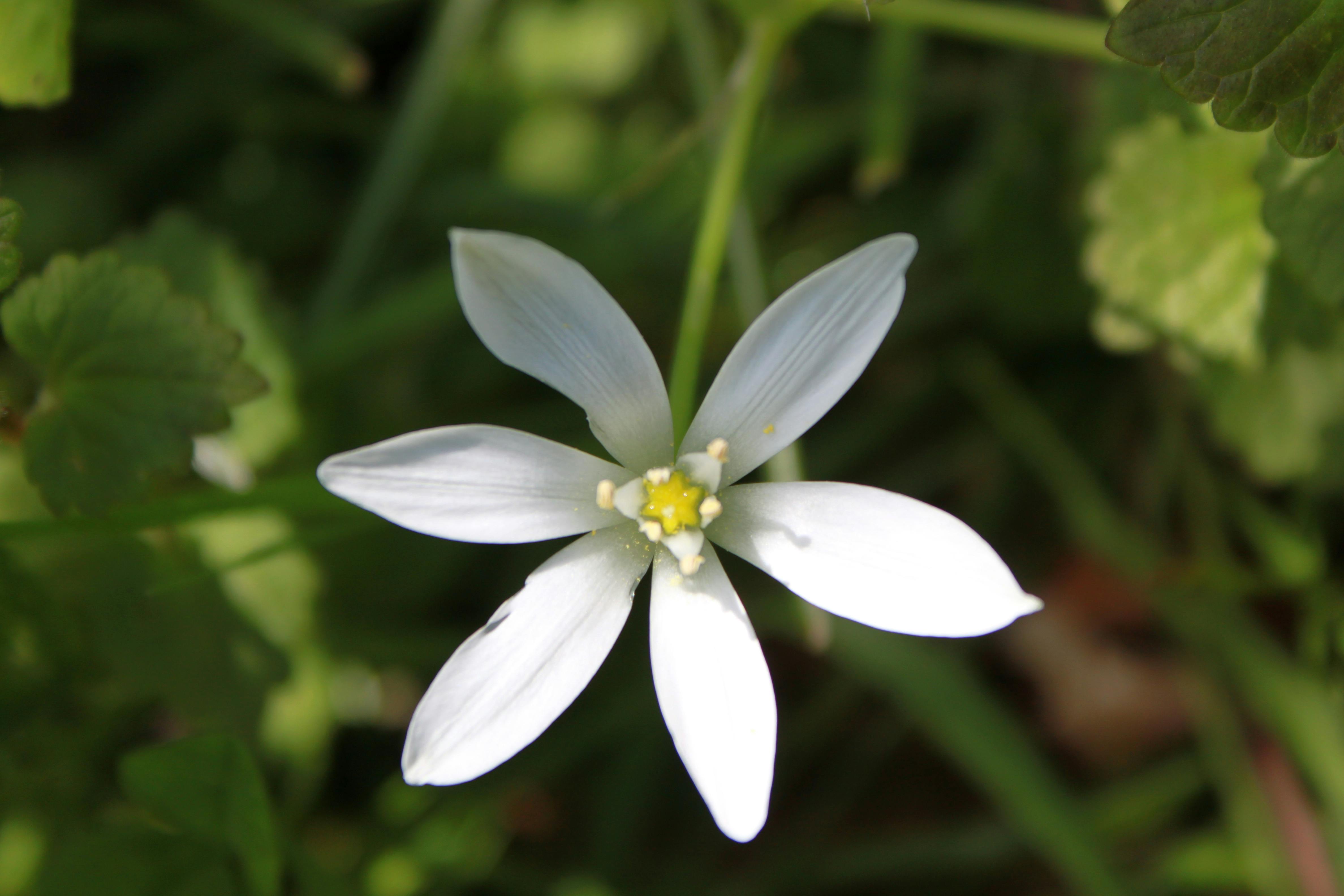 fleur