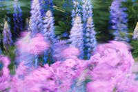 fleur mouvement