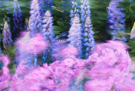 fleur mouvement