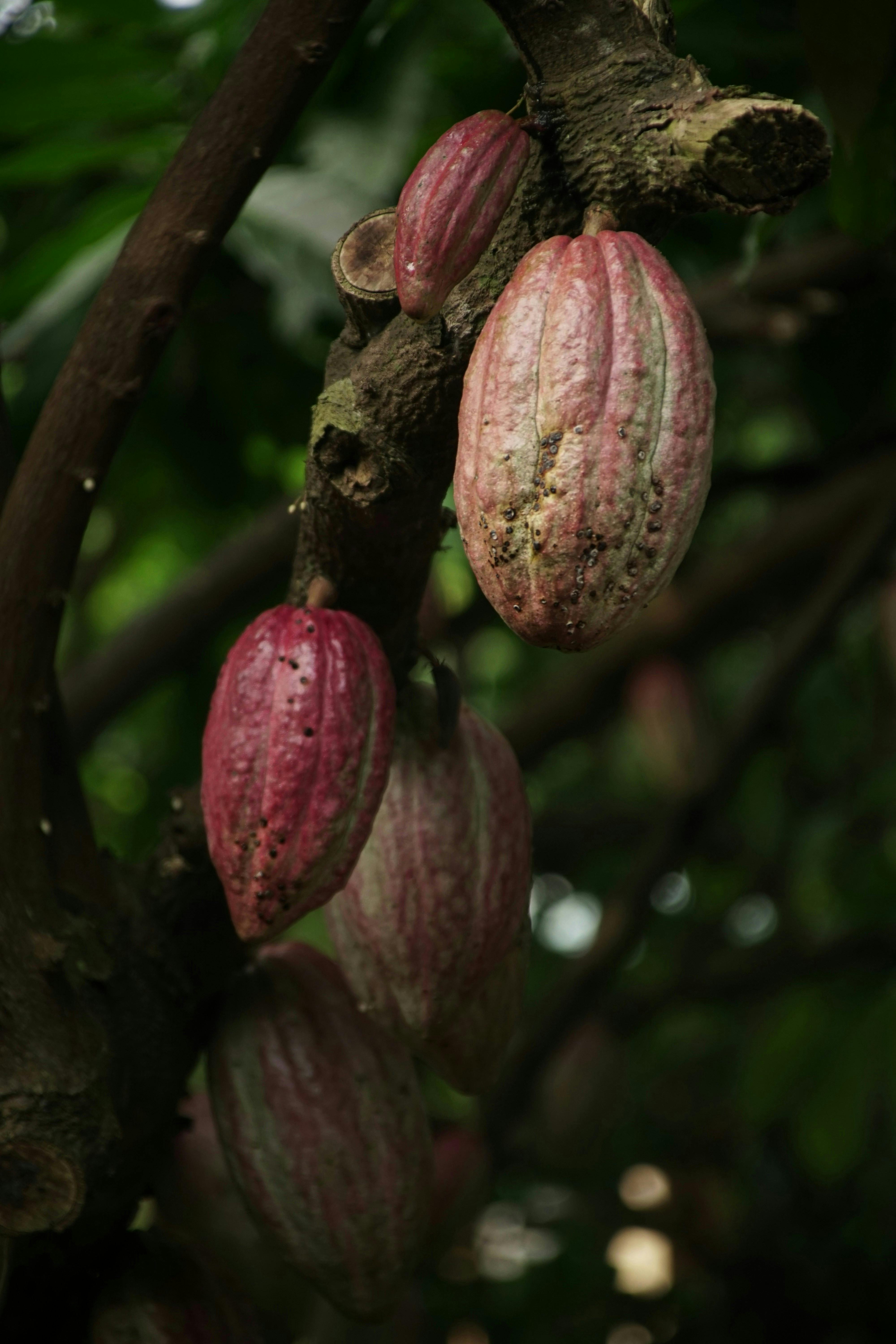 fève de cacao