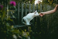 chat et plantes