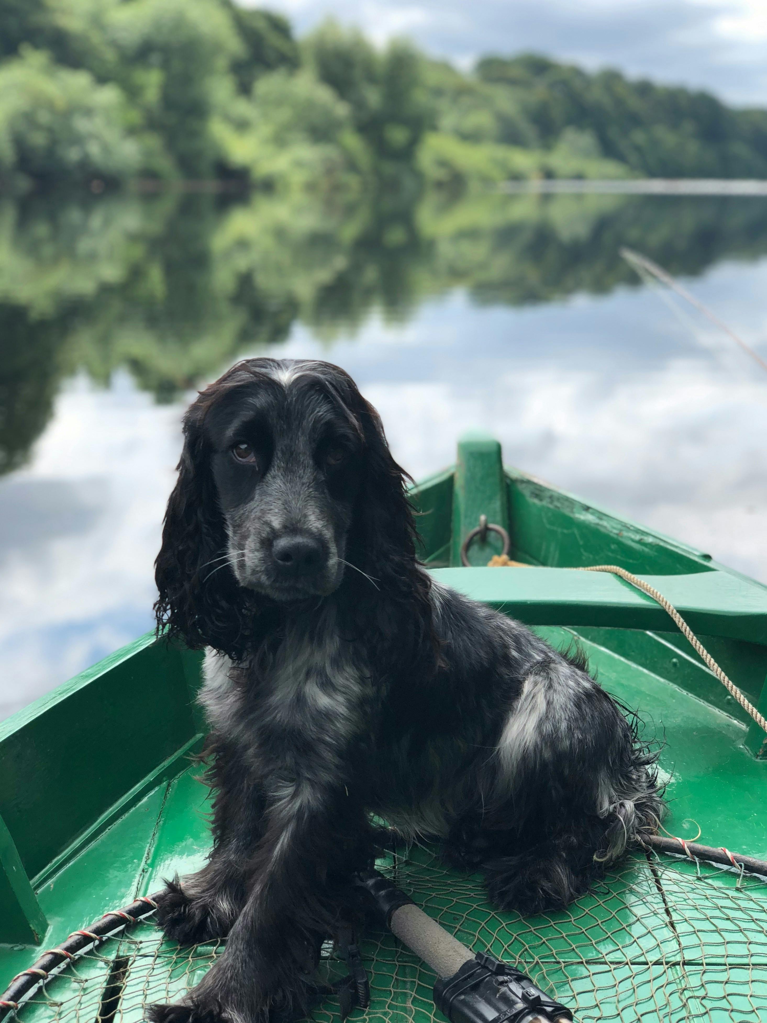 chien sur barque verte