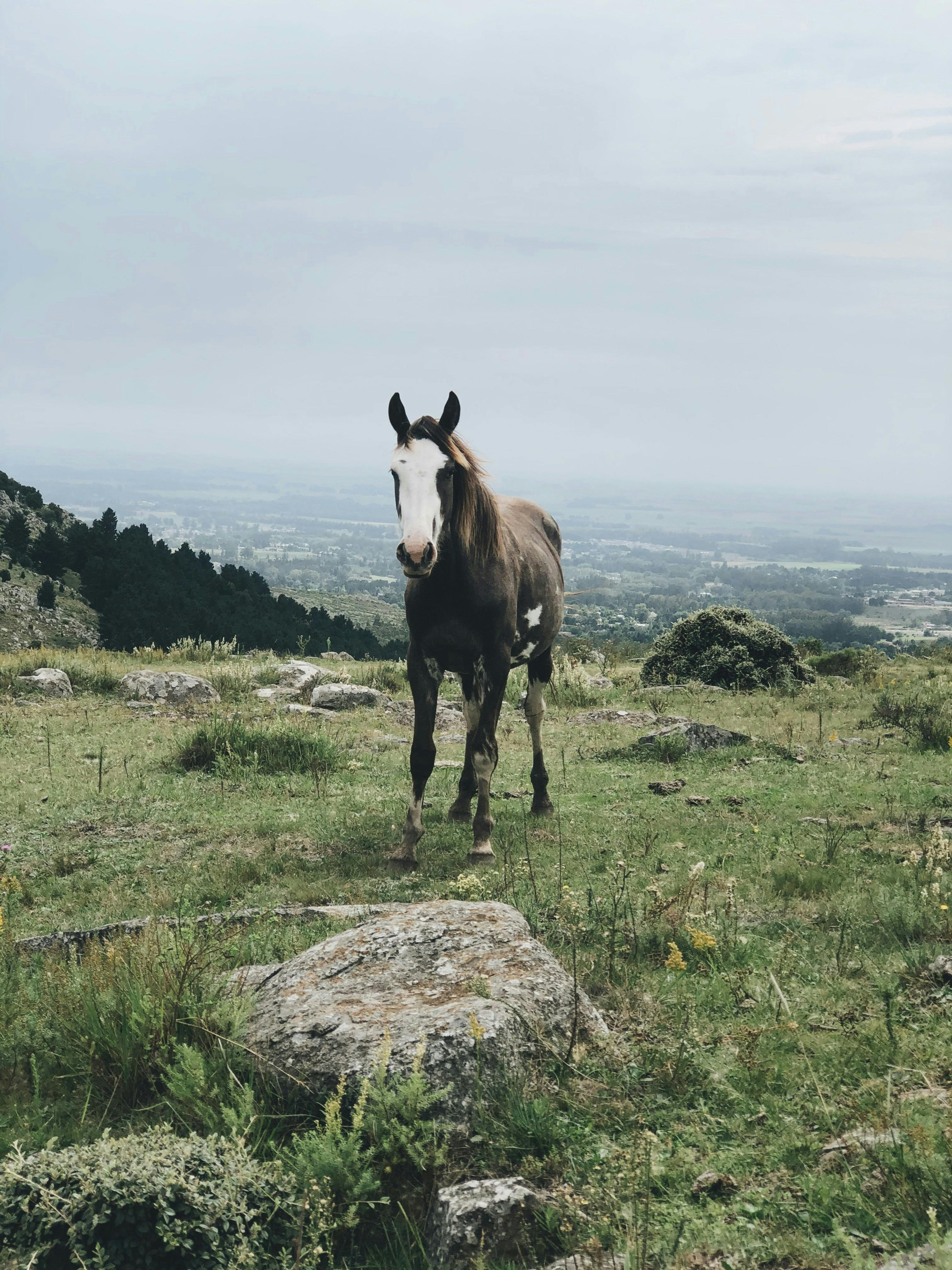 cheval pampa