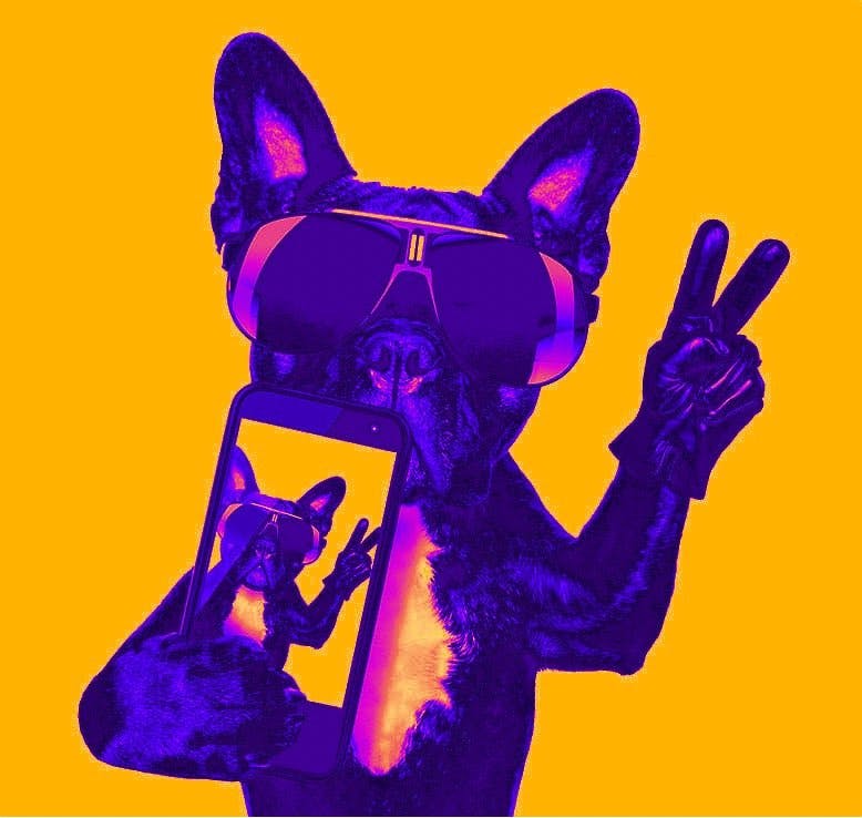 chien jaune et violet tchus