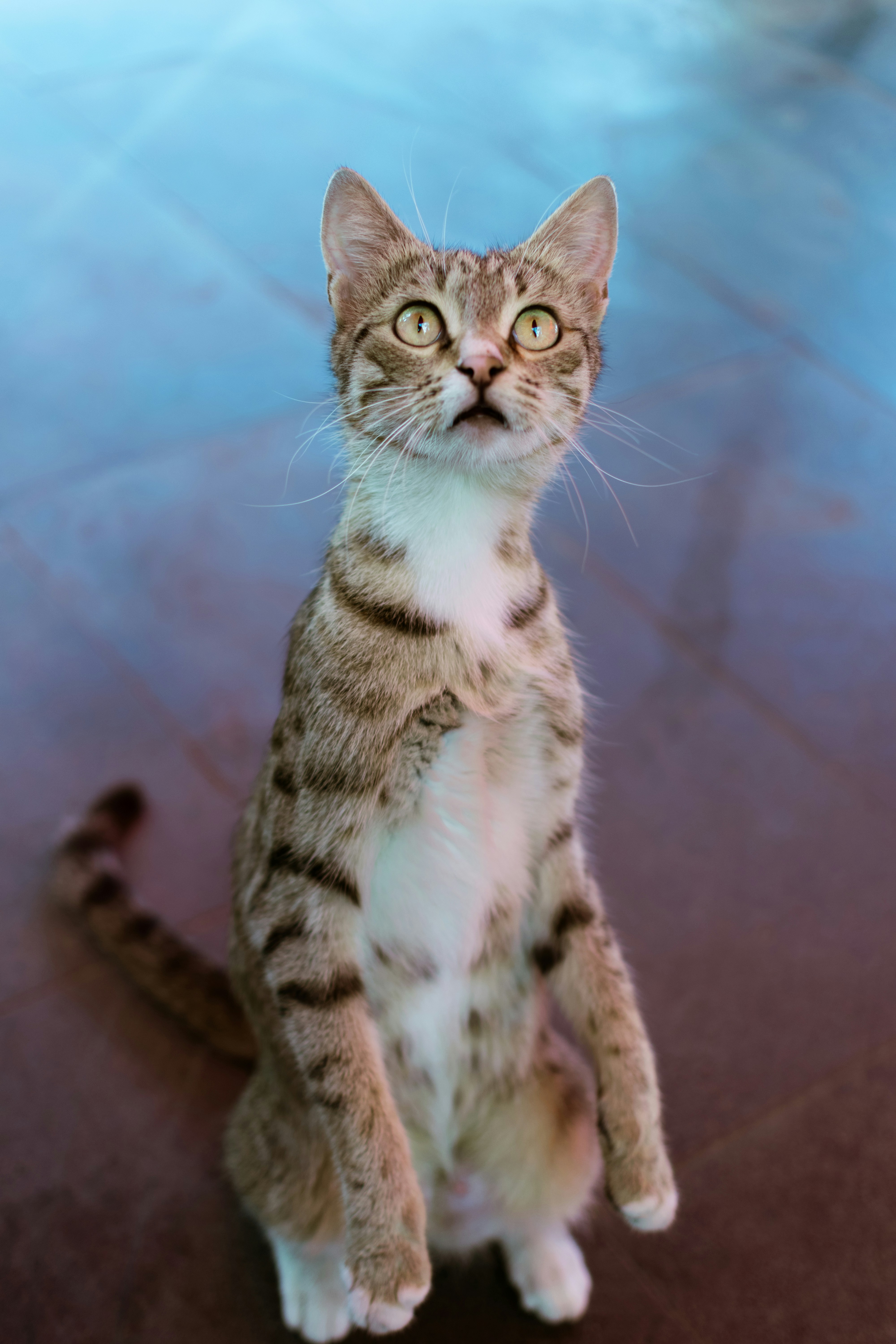 Chat sur ses pattes arrière