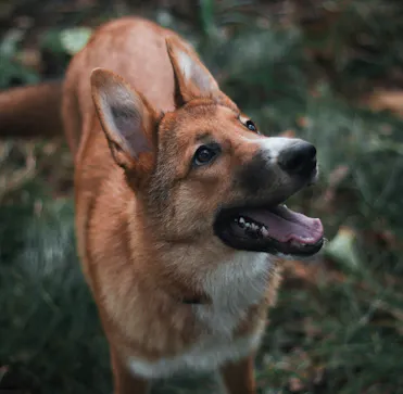 chien content