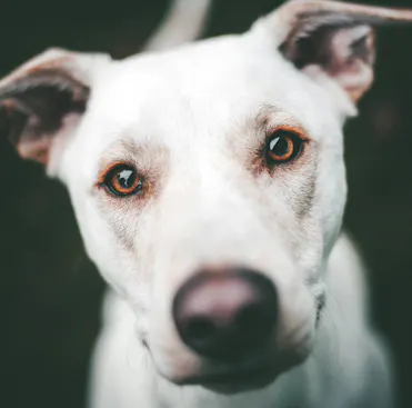 chien blanc