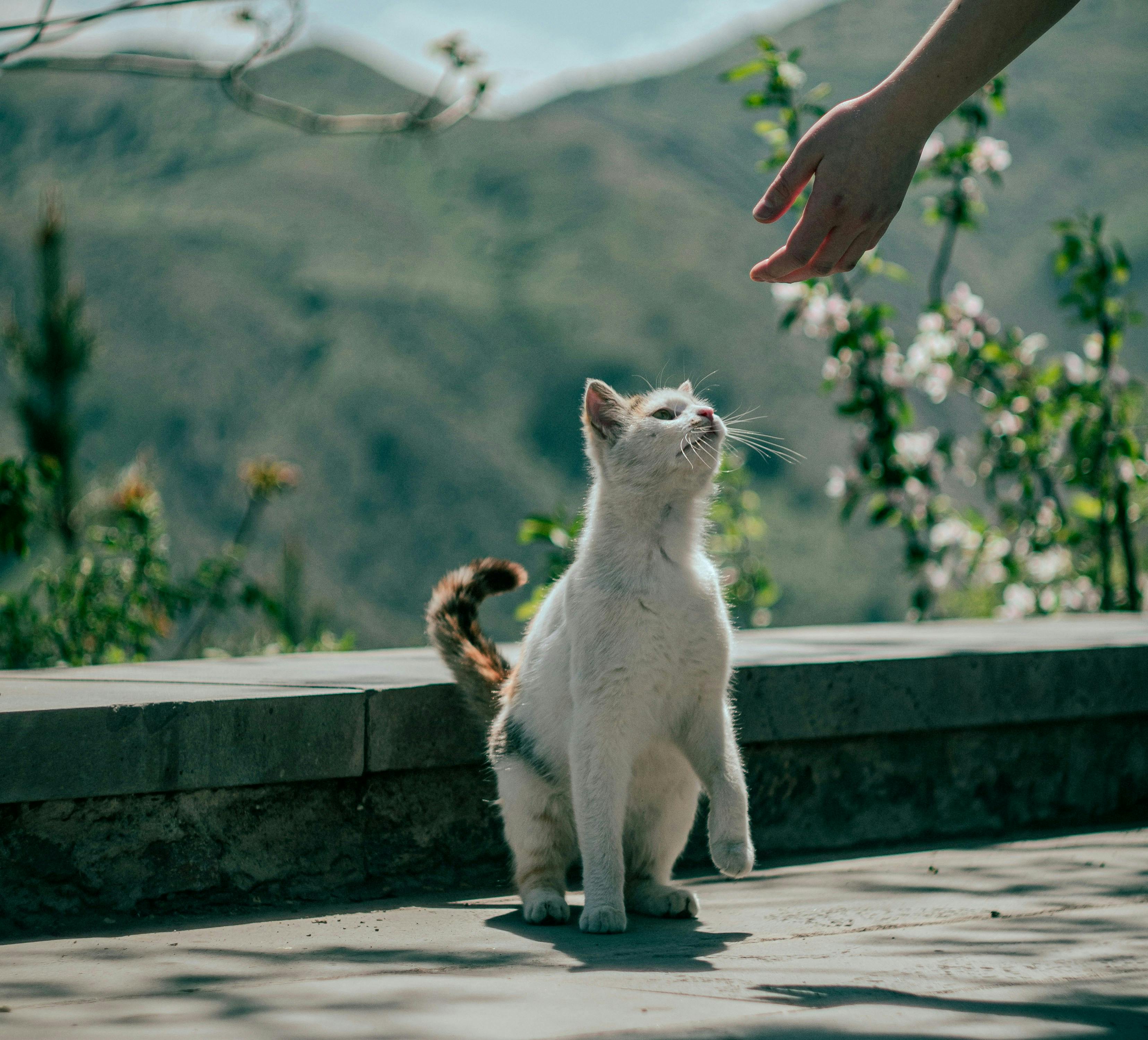 chat blanc et main humaine