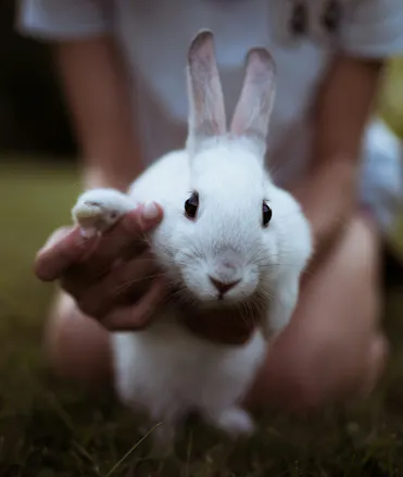 humain et lapin