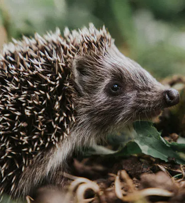 hérisson dans l'herbe