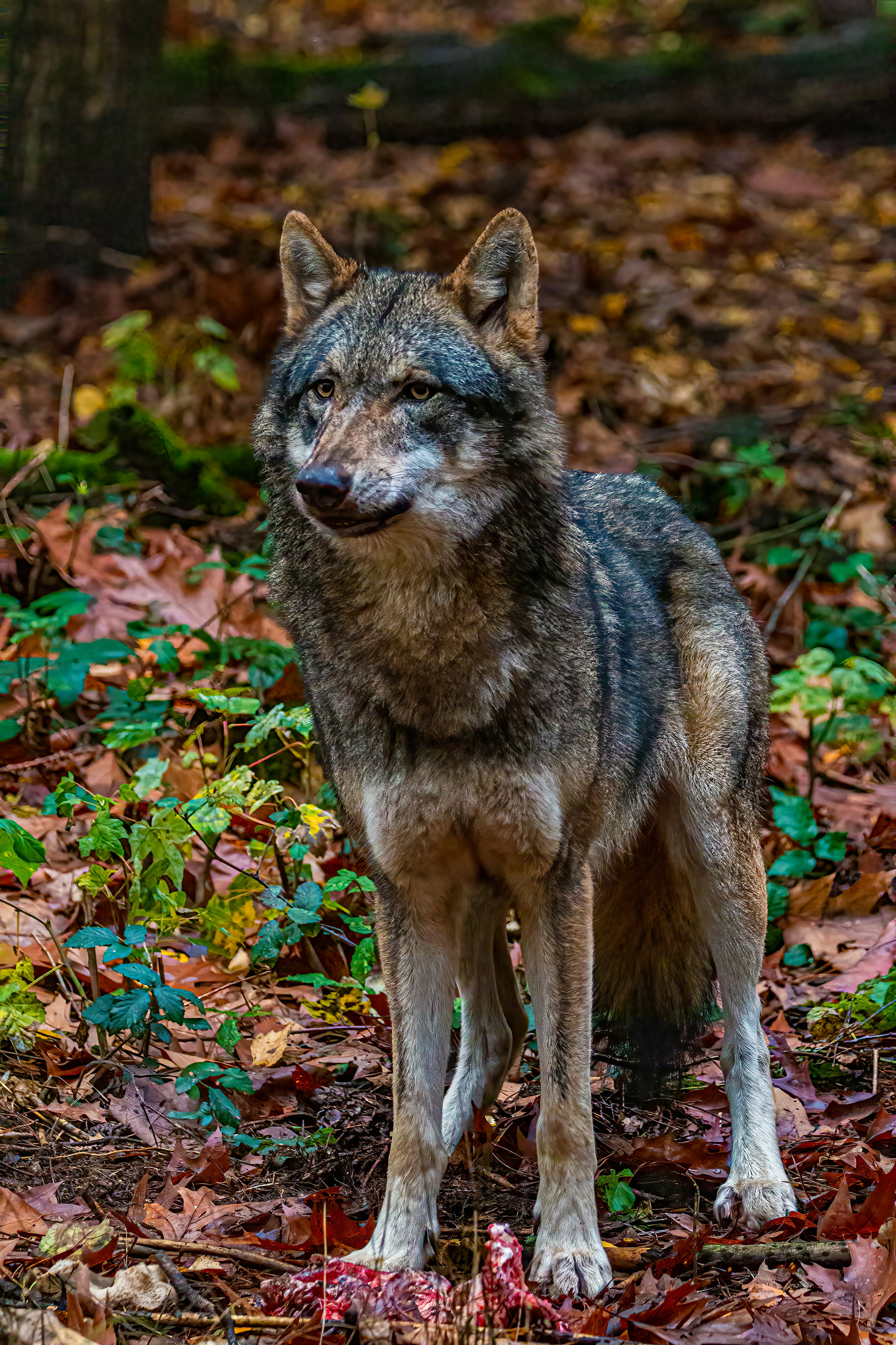 loup dans les bois