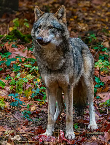 loup dans les bois