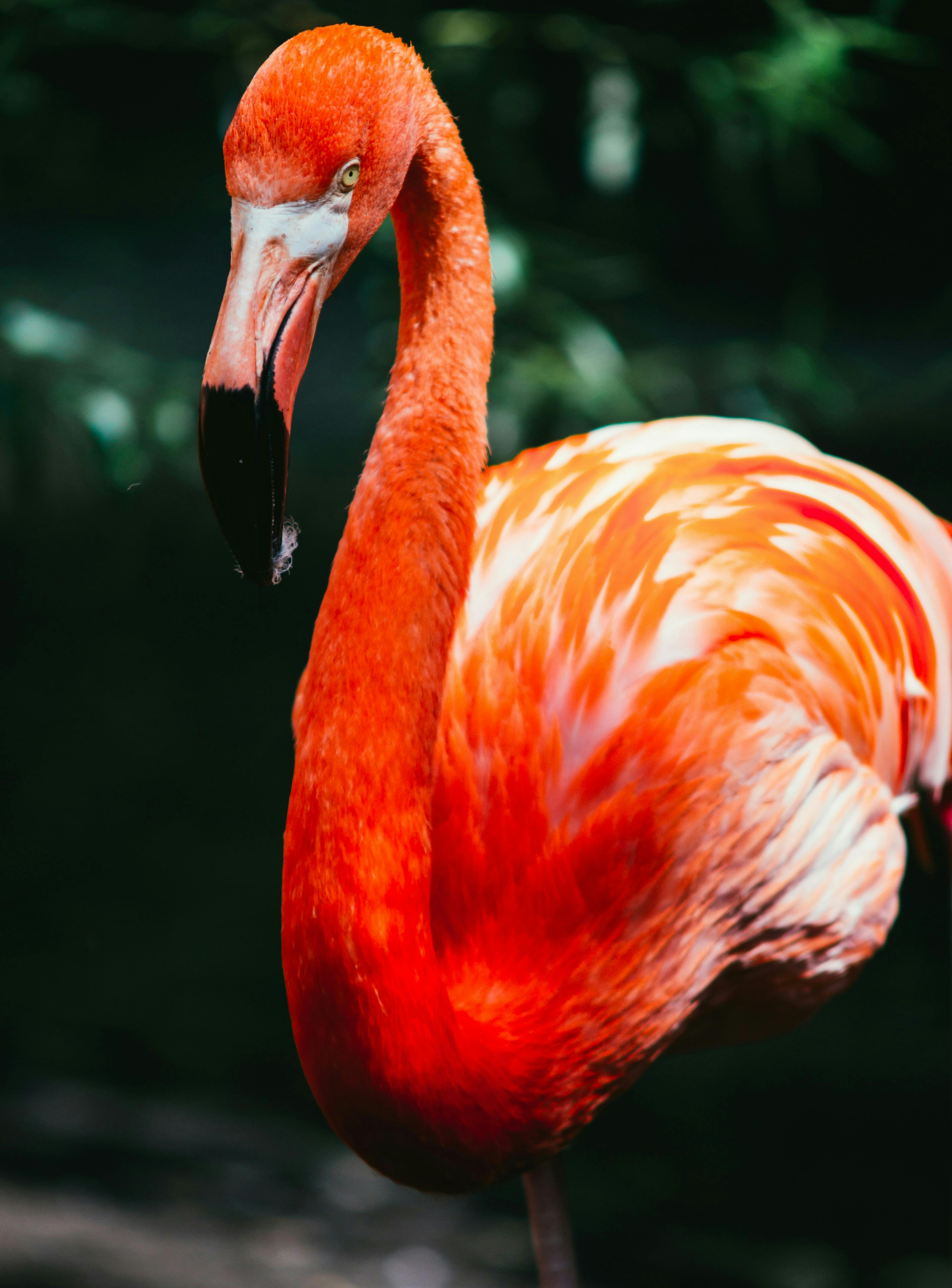 flamant rose gros plan