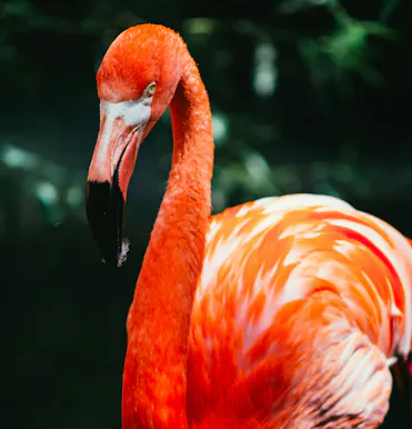 flamant rose gros plan