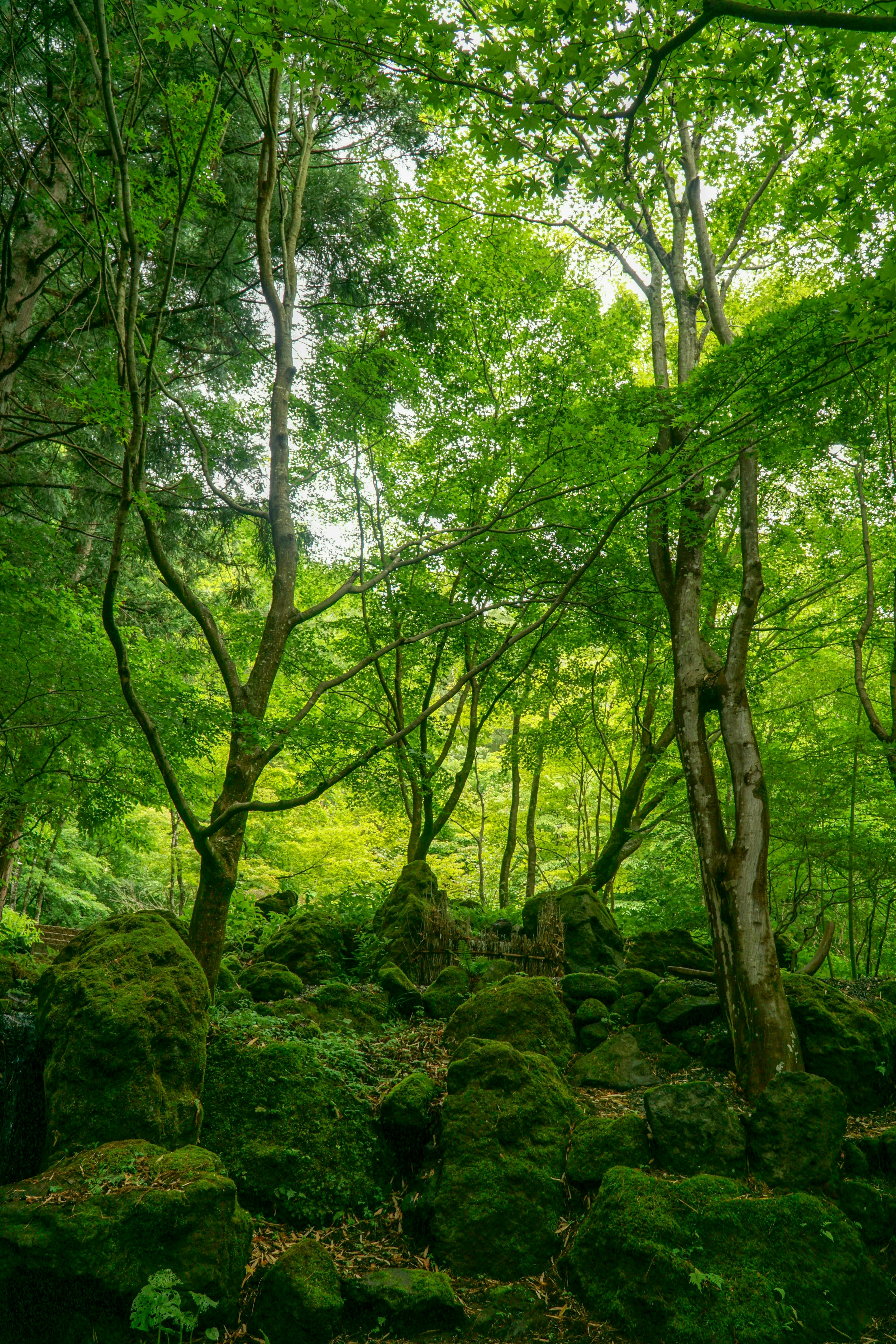 foret et rochers