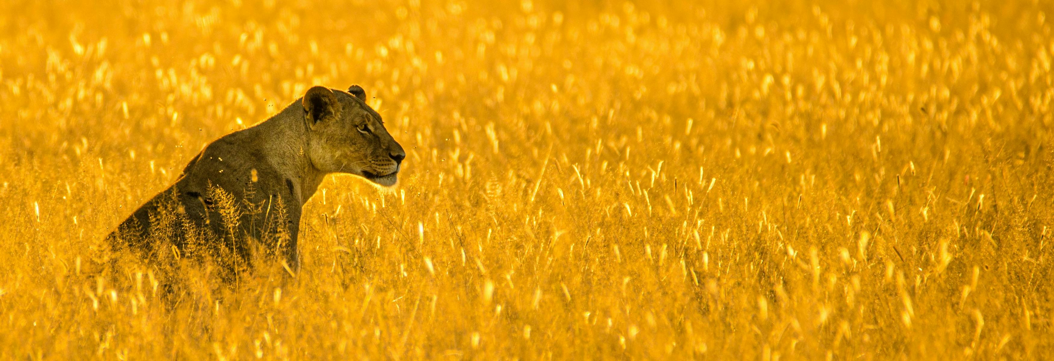 lionne dans champ jaune