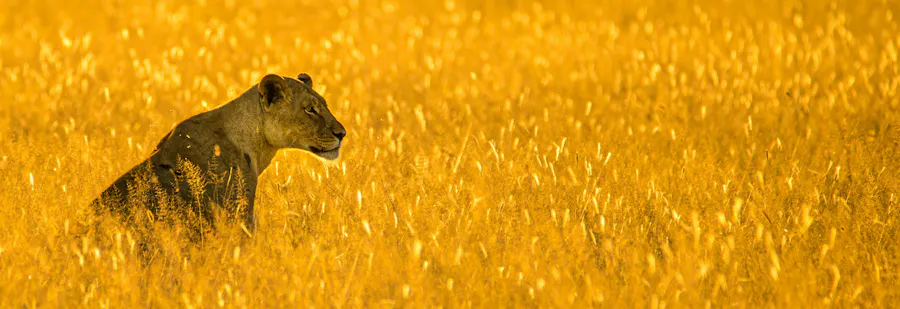 lionne dans champ jaune