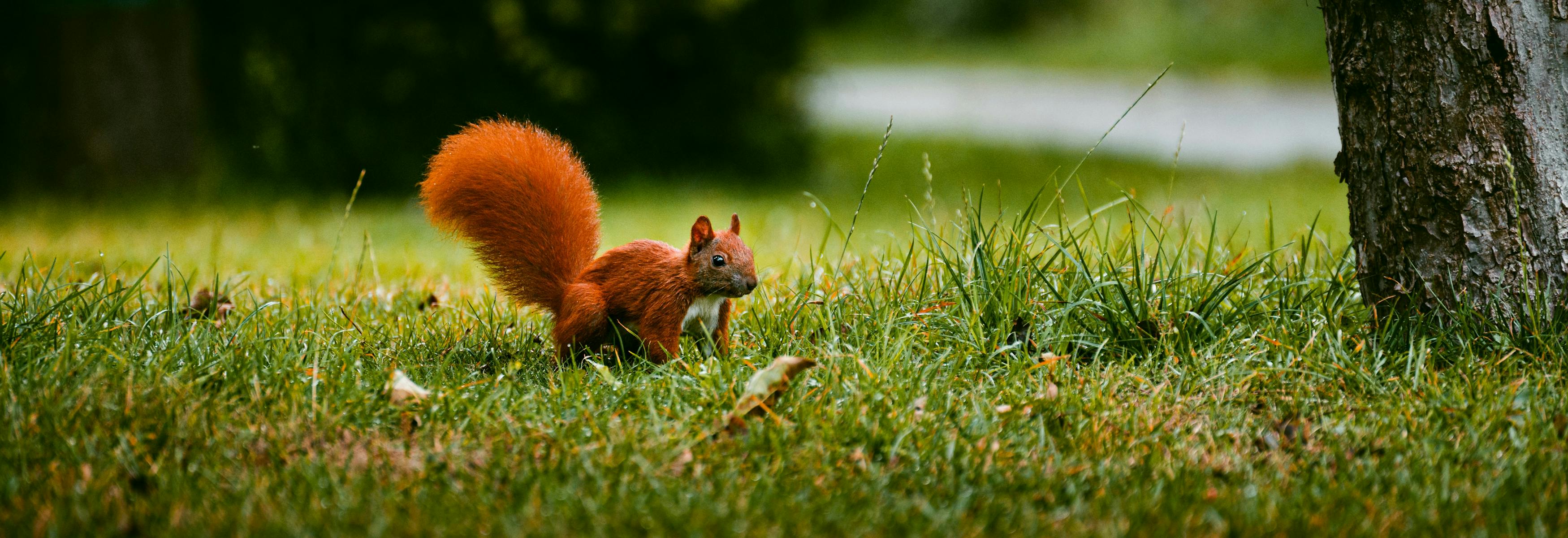 écureuil roux automne