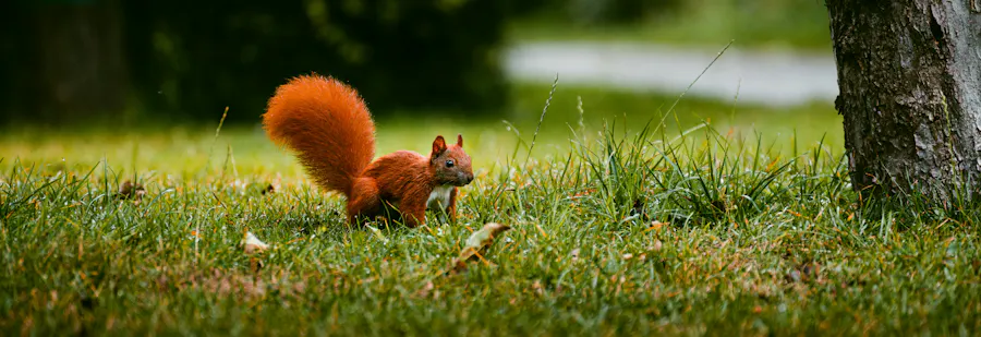 écureuil roux automne