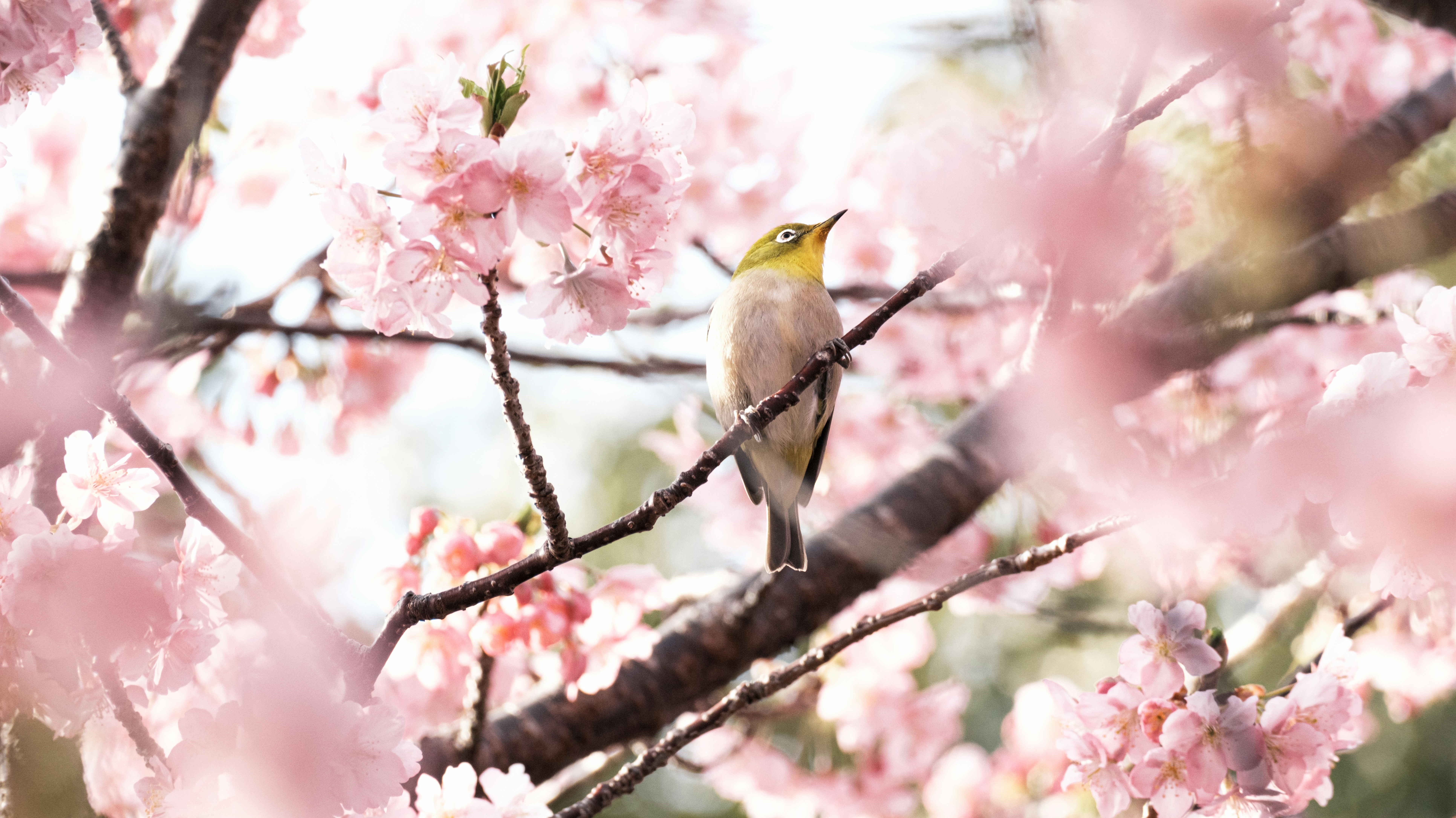 oiseau dans cerisier printemps