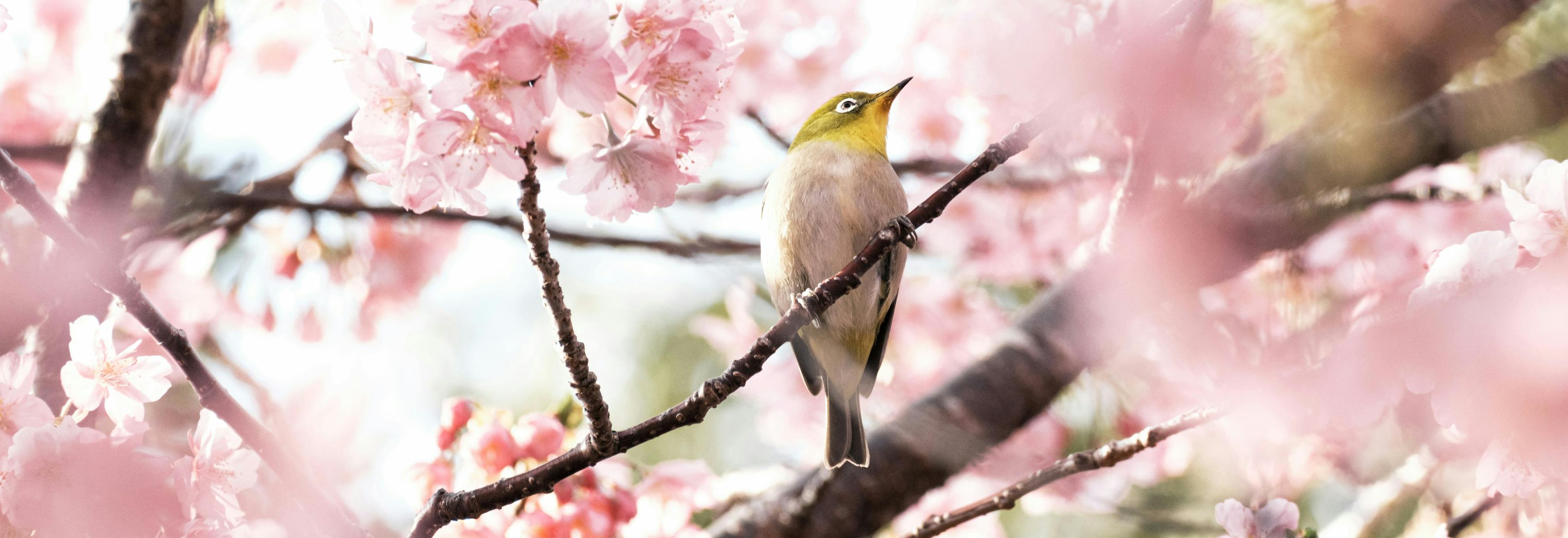 oiseau dans cerisier printemps