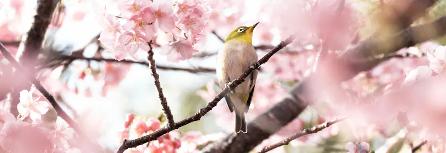 oiseau dans cerisier printemps