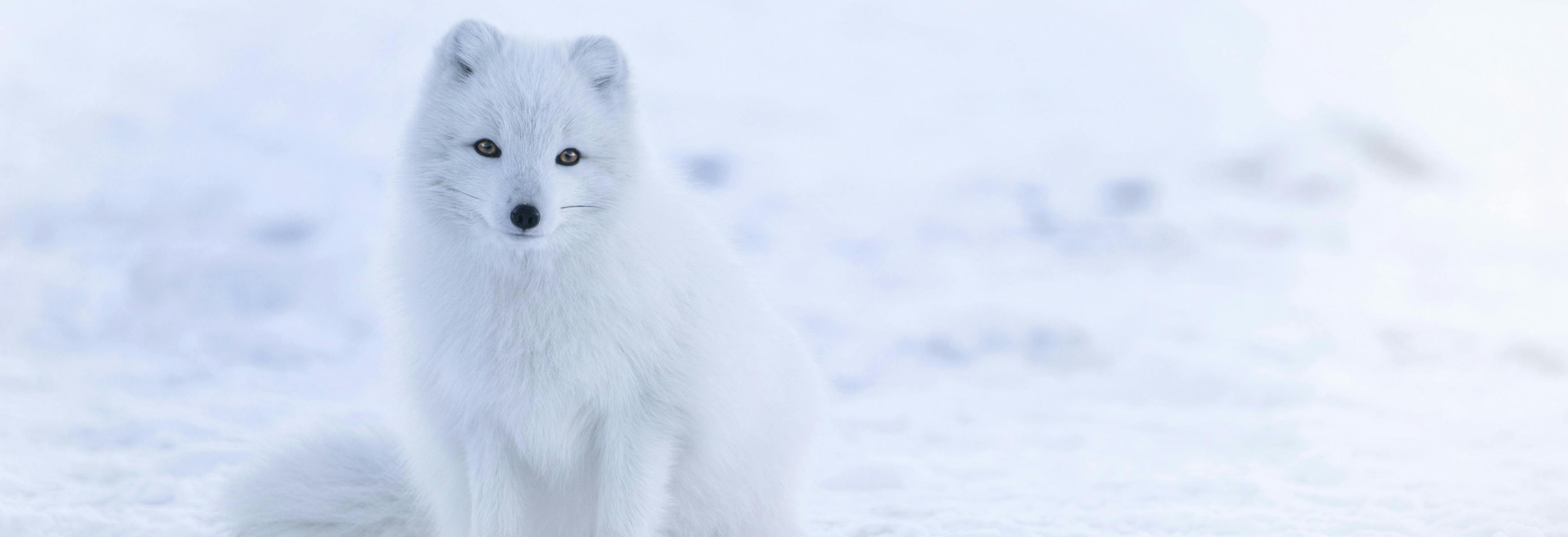 renard blanc dans neige hiver