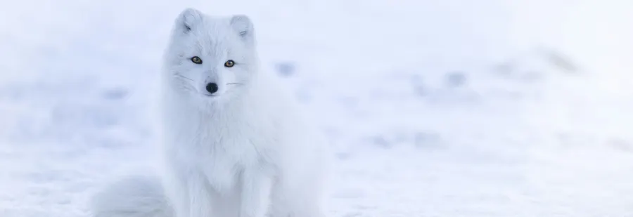 renard blanc dans neige hiver