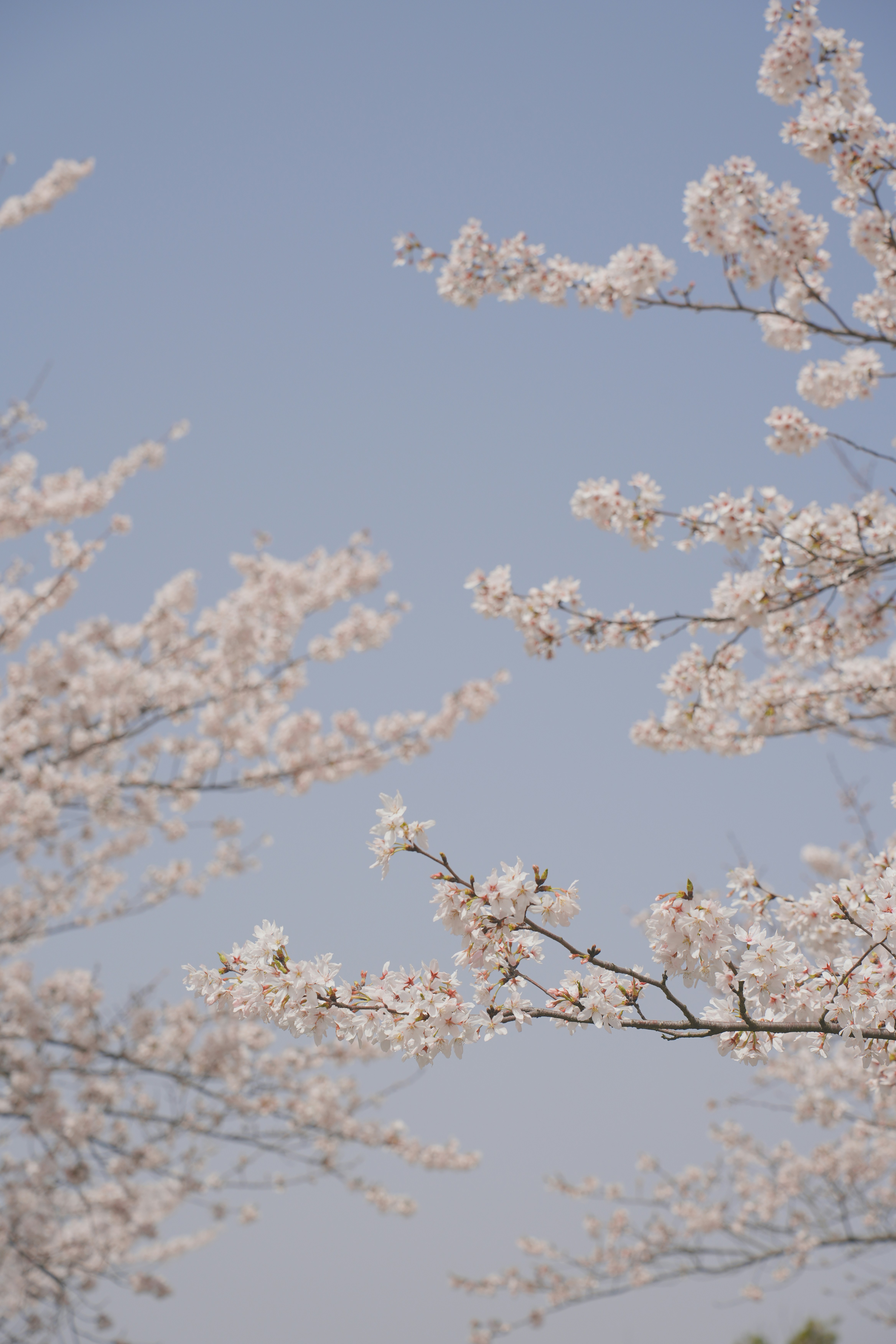 branche de cerisier en fleurs