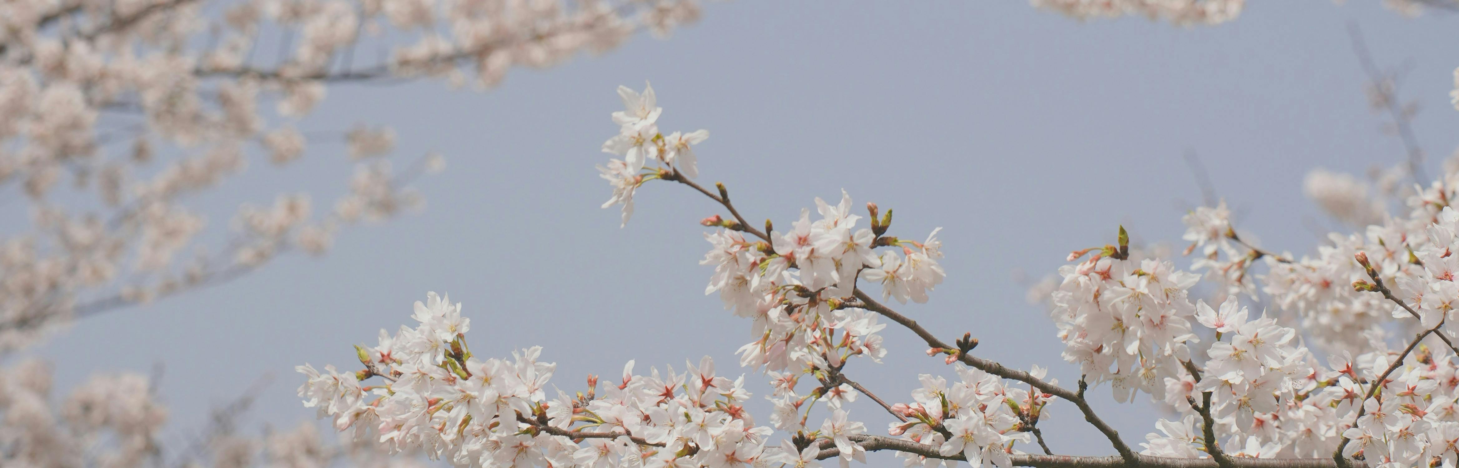 branche de cerisier en fleurs